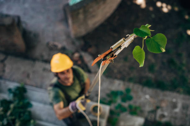 Tree and Shrub Care in Carlsbad, NM